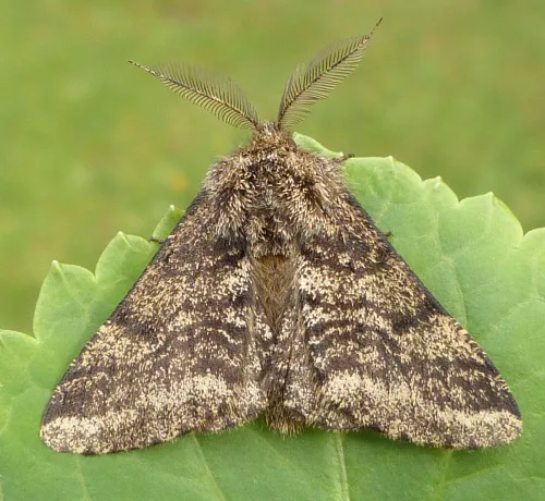 Brindled Beauty - photo 8