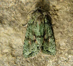Brindled Green - photo 2