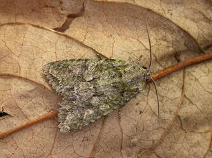 Brindled Green - photo 3