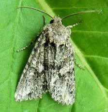 Brindled Green - photo 4