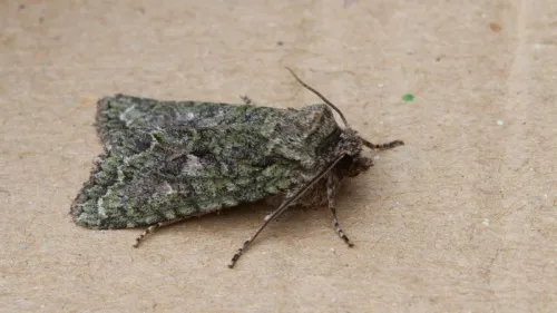 Brindled Green - photo 5