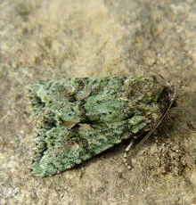 Brindled Green - photo 6