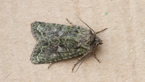 Brindled Green - photo 7