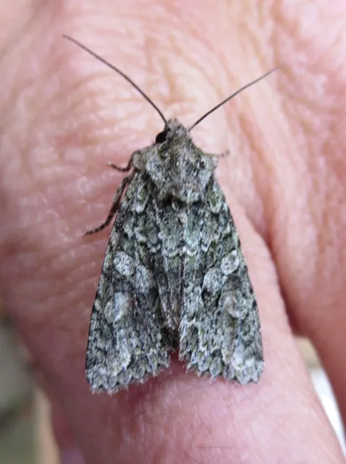 Brindled Green - photo 8
