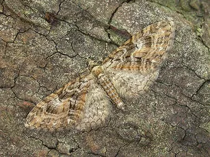 Brindled Pug