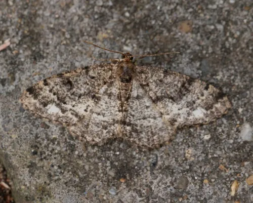 Brindled White-spot - photo 2