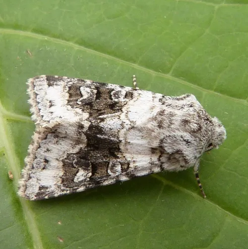 Broad-barred White