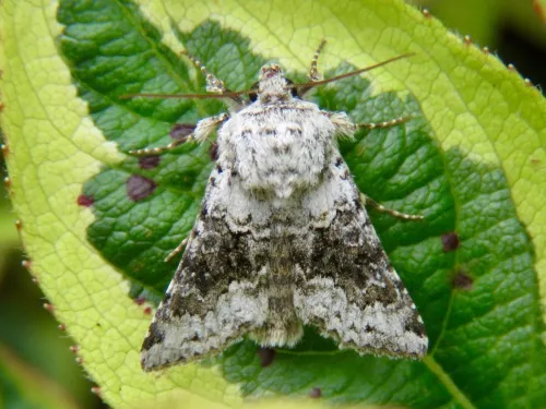 Broad-barred White - photo 2