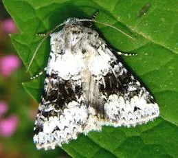 Broad-barred White - photo 3