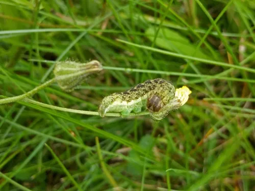 Broad-barred White - photo 4