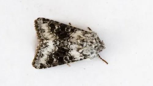 Broad-barred White - photo 5