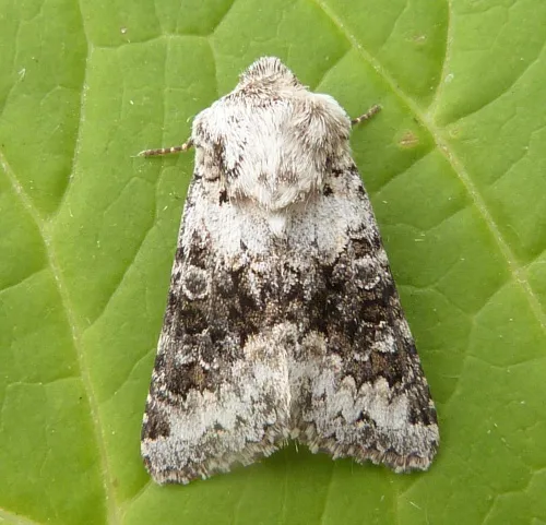 Broad-barred White - photo 6