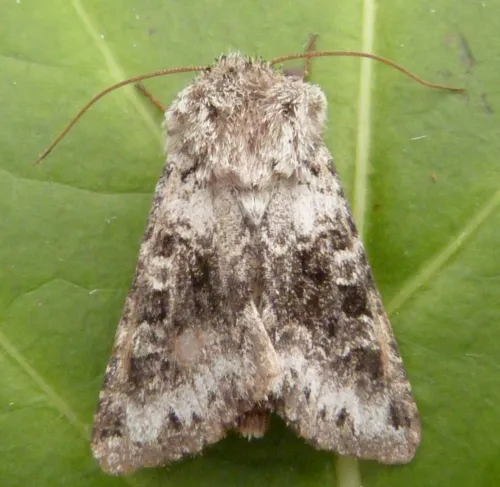 Broad-barred White - photo 7