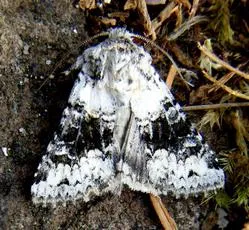 Broad-barred White - photo 8