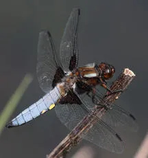 Broad-bodied Chaser