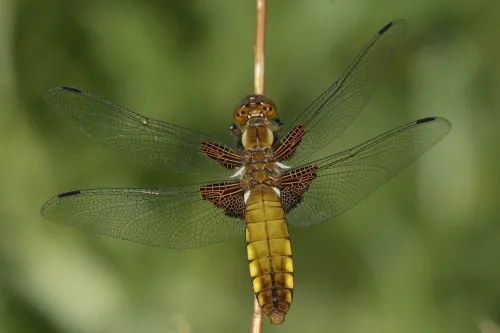 Broad-bodied Chaser - photo 2