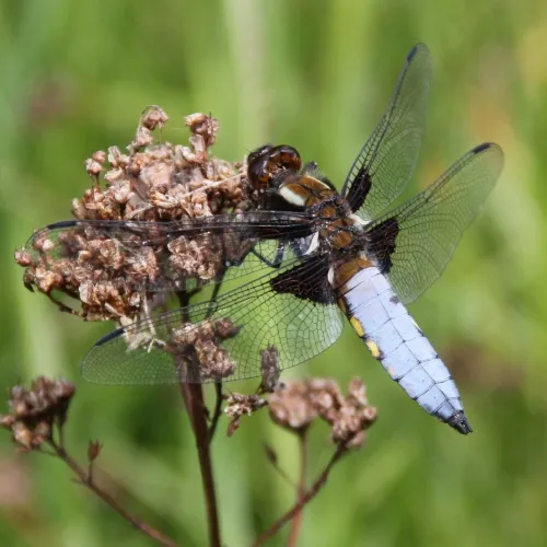 Broad-bodied Chaser - photo 3