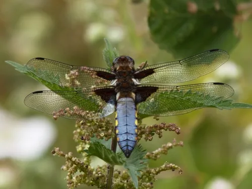 Broad-bodied Chaser - photo 4