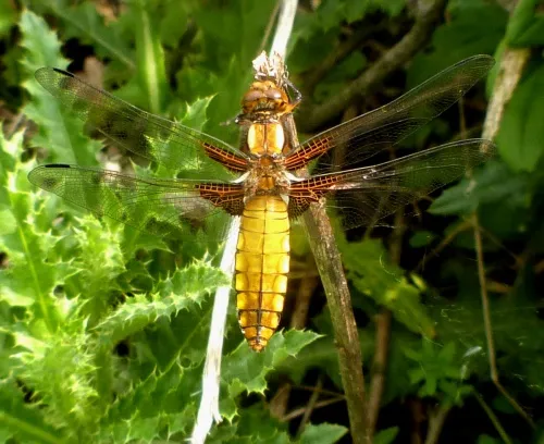 Broad-bodied Chaser - photo 5