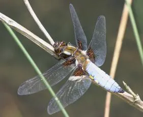 Broad-bodied Chaser - photo 7