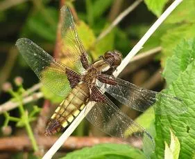 Broad-bodied Chaser - photo 8