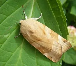 Broad-bordered Yellow Underwing - Noctua fimbriata