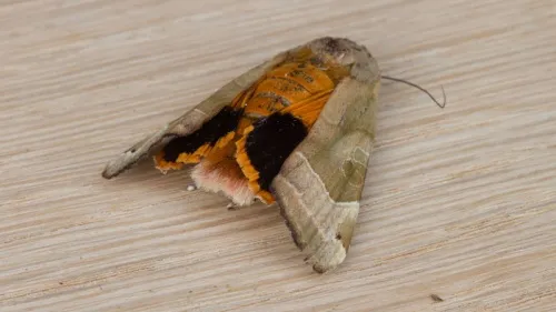 Broad-bordered Yellow Underwing - photo 2