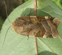 Broad-bordered Yellow Underwing - photo 3