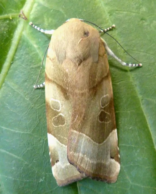 Broad-bordered Yellow Underwing - photo 4