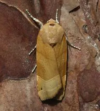 Broad-bordered Yellow Underwing - photo 5