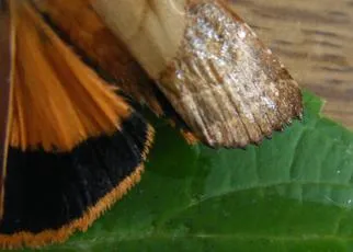 Broad-bordered Yellow Underwing - photo 6
