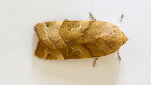Broad-bordered Yellow Underwing - photo 7