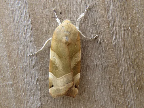 Broad-bordered Yellow Underwing - photo 8