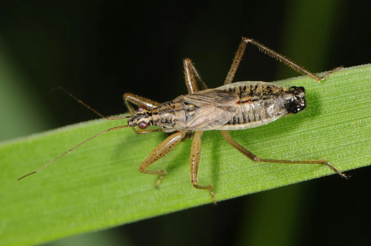Broad Damsel Bug - photo 3