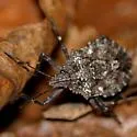 Brochymena affinis - photo 2