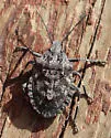Brochymena affinis - photo 3