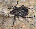 Brochymena affinis - photo 4