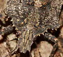 Brochymena arborea