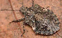 Brochymena arborea - photo 4