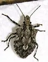 Brochymena cariosa