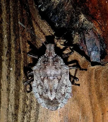 Brochymena carolinensis