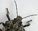 Brochymena chelonoides - photo 3
