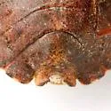 Brochymena dilata