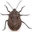 Brochymena dilata - photo 2