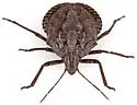 Brochymena dilata - photo 3