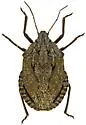 Brochymena dilata - photo 4