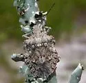Brochymena florida - Brochymena florida