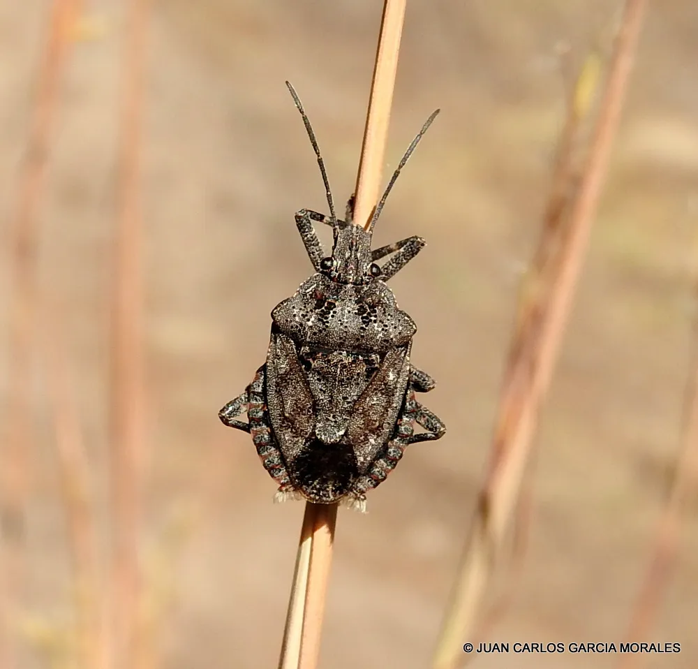 Brochymena hoppingi - photo 2