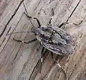 Brochymena myops - photo 2