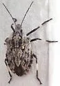 Brochymena myops - photo 3